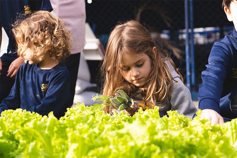 Young children harvesting lettuce and herbs in a school garden