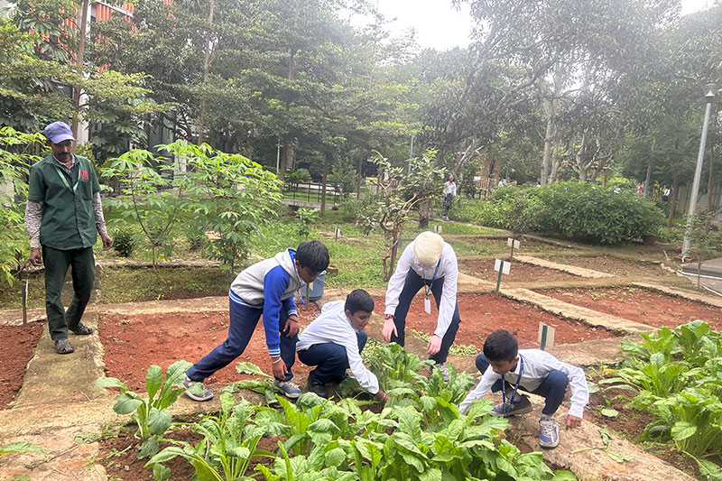 Students and an educator working together in a school garden, harvesting vegetables and learning about sustainable food production.