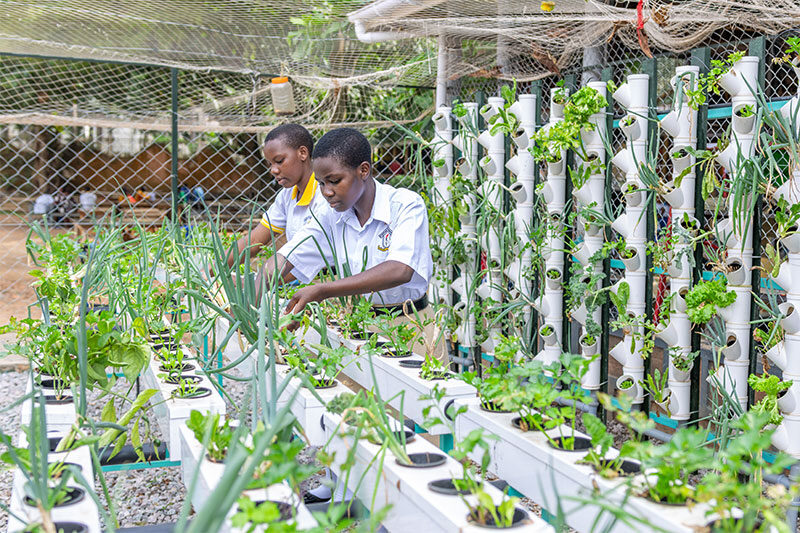 Students learning hydroponic farming and sustainable agriculture techniques at St Kizito High School Nansana