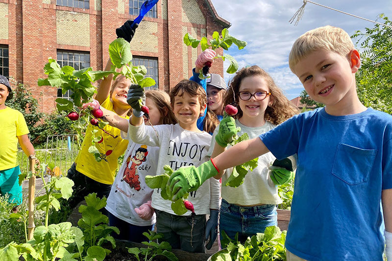Students harvesting vegetables in a school garden as part of a hands-on sustainability and environmental learning programme.